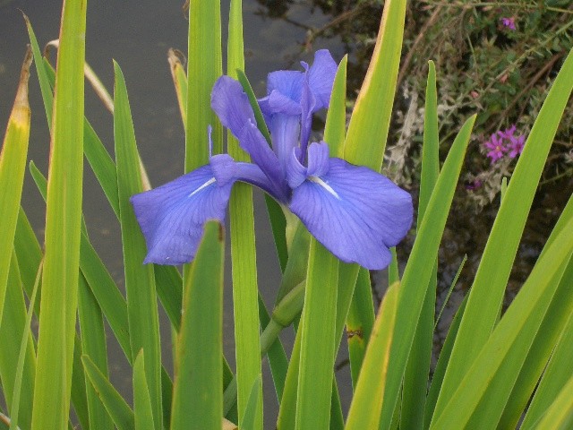 陳中流